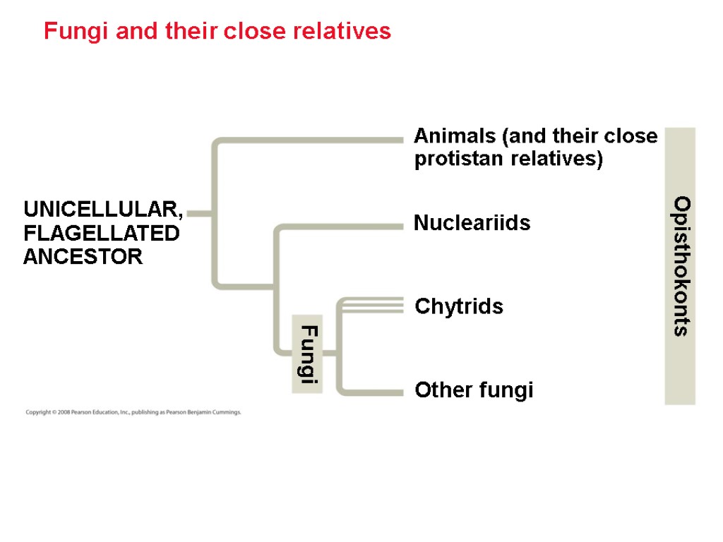 Fungi and their close relatives Animals (and their close protistan relatives) Other fungi Nucleariids
